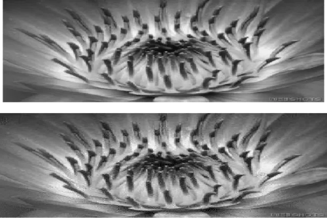 Side-by-side digital images, one unaltered and one with hidden data embedded in pixel values