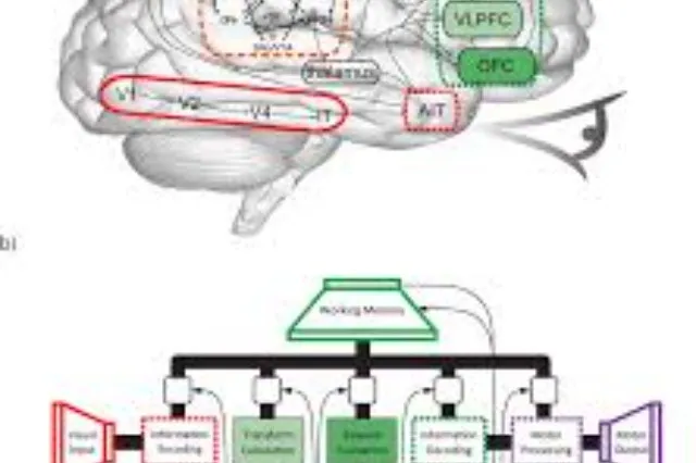 A diagram of the Spaun neural network model showing regions corresponding to brain areas and their connections