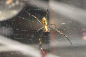 RBSE First web Spider